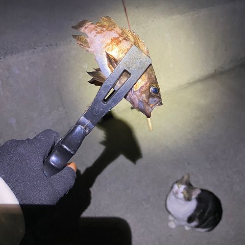 メバルの釣果