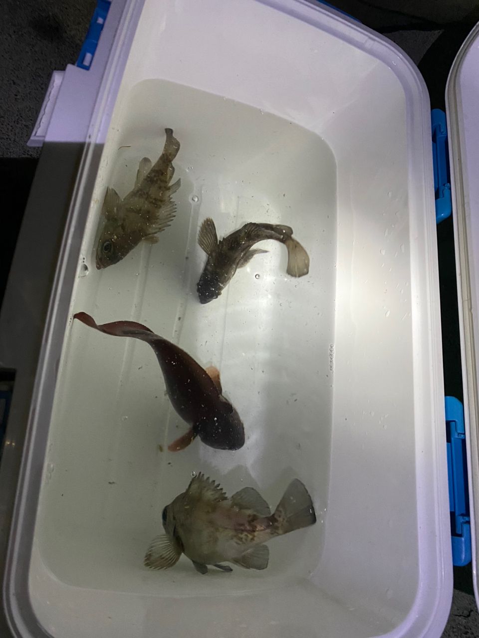 メバル