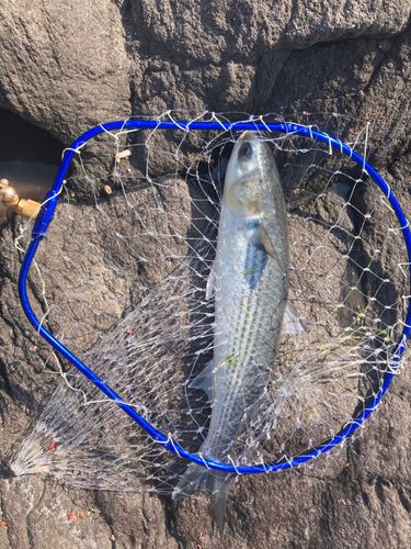 ボラの釣果