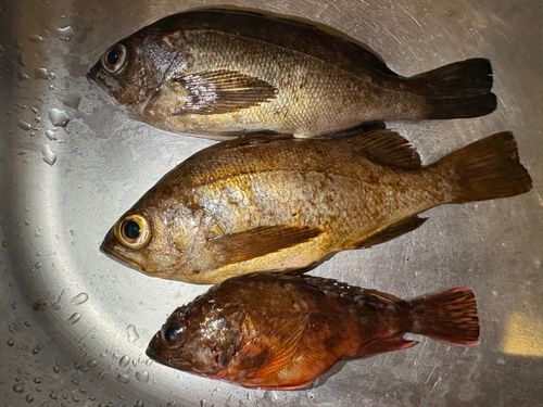 メバルの釣果