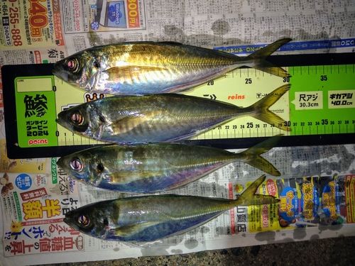 アジの釣果
