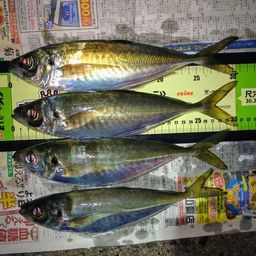 アジ