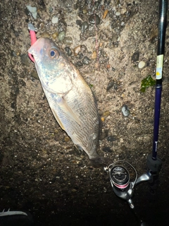 イシモチの釣果