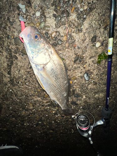 イシモチの釣果