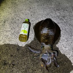 アオリイカ