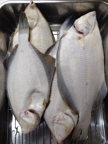 マコガレイの釣果