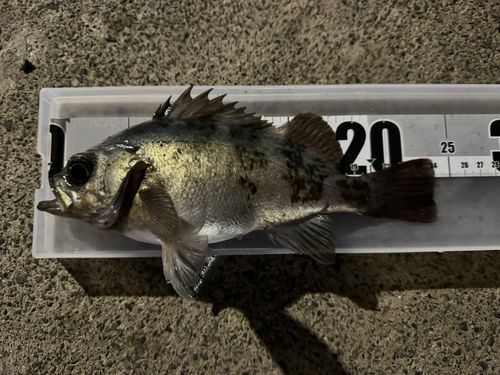 メバルの釣果