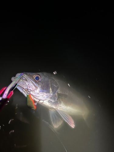 セイゴ（マルスズキ）の釣果