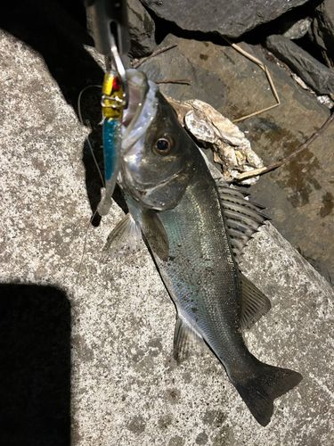 フッコ（マルスズキ）の釣果