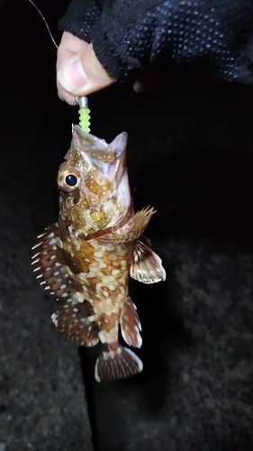 カサゴの釣果