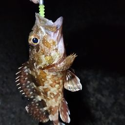 カサゴ