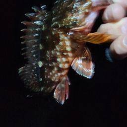 カサゴ