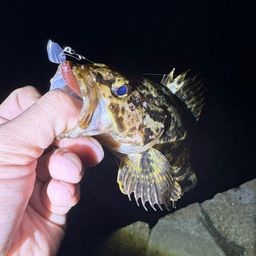 タケノコメバル