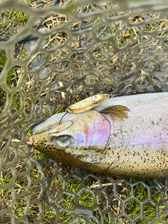 ニジマスの釣果