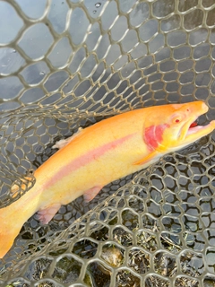 アルビノニジマスの釣果