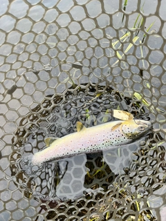 ブラウントラウトの釣果
