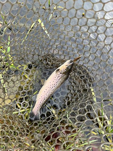 ブラウントラウトの釣果