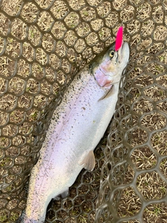 ニジマスの釣果