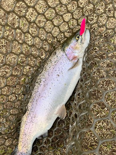ニジマスの釣果