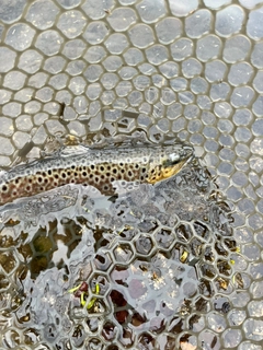 ブラウントラウトの釣果