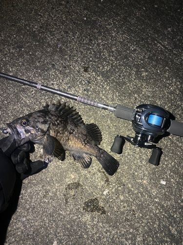 クロソイの釣果