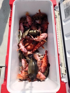 メバルの釣果