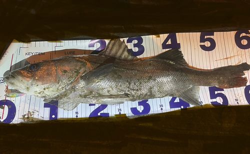 シーバスの釣果