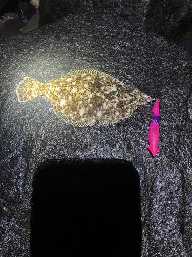 ソゲの釣果