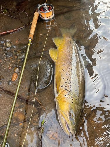 ブラウントラウトの釣果
