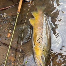 ブラウントラウト