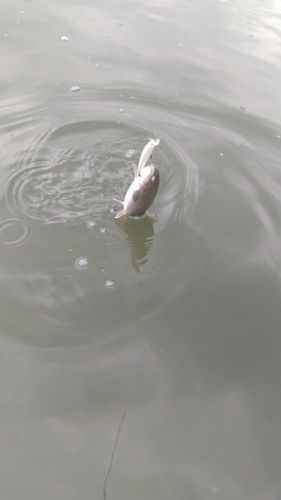 レインボートラウトの釣果