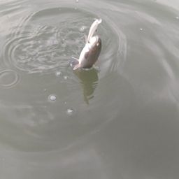 レインボートラウト