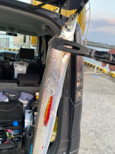 タチウオの釣果