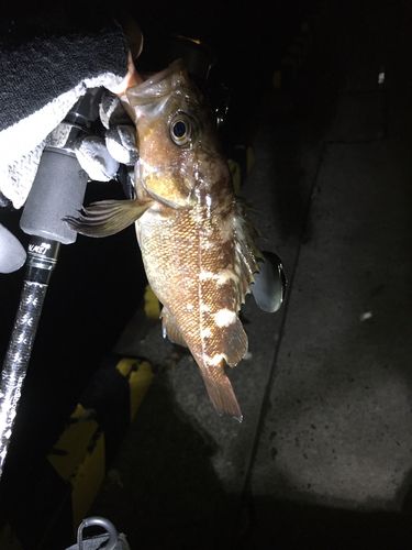 エゾメバルの釣果