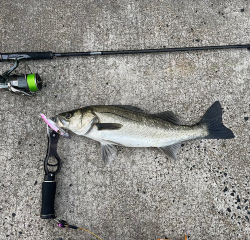 スズキの釣果