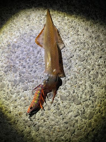 ヤリイカの釣果