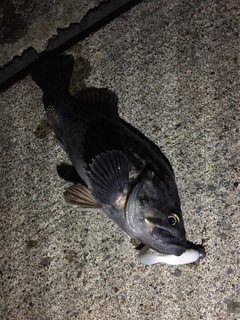 クロソイの釣果