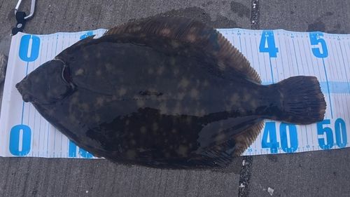 マコガレイの釣果