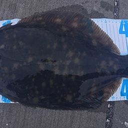 マコガレイ