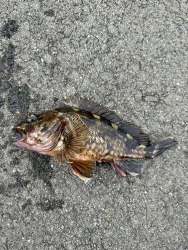 カサゴの釣果