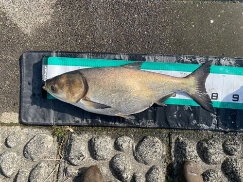 ハクレンの釣果