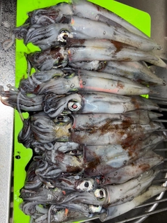 ササイカの釣果