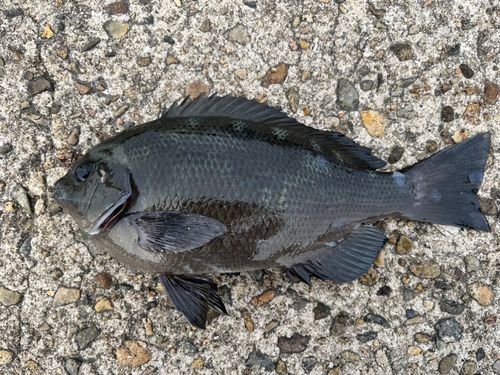 グレの釣果