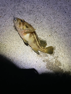 シマソイの釣果