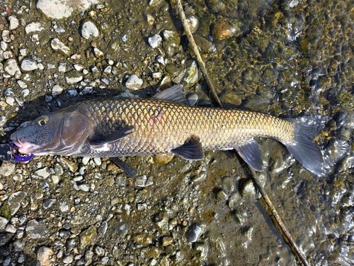 ニゴイの釣果