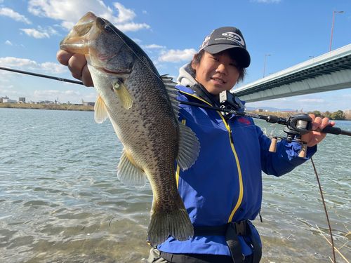 ブラックバスの釣果