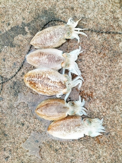 コウイカの釣果