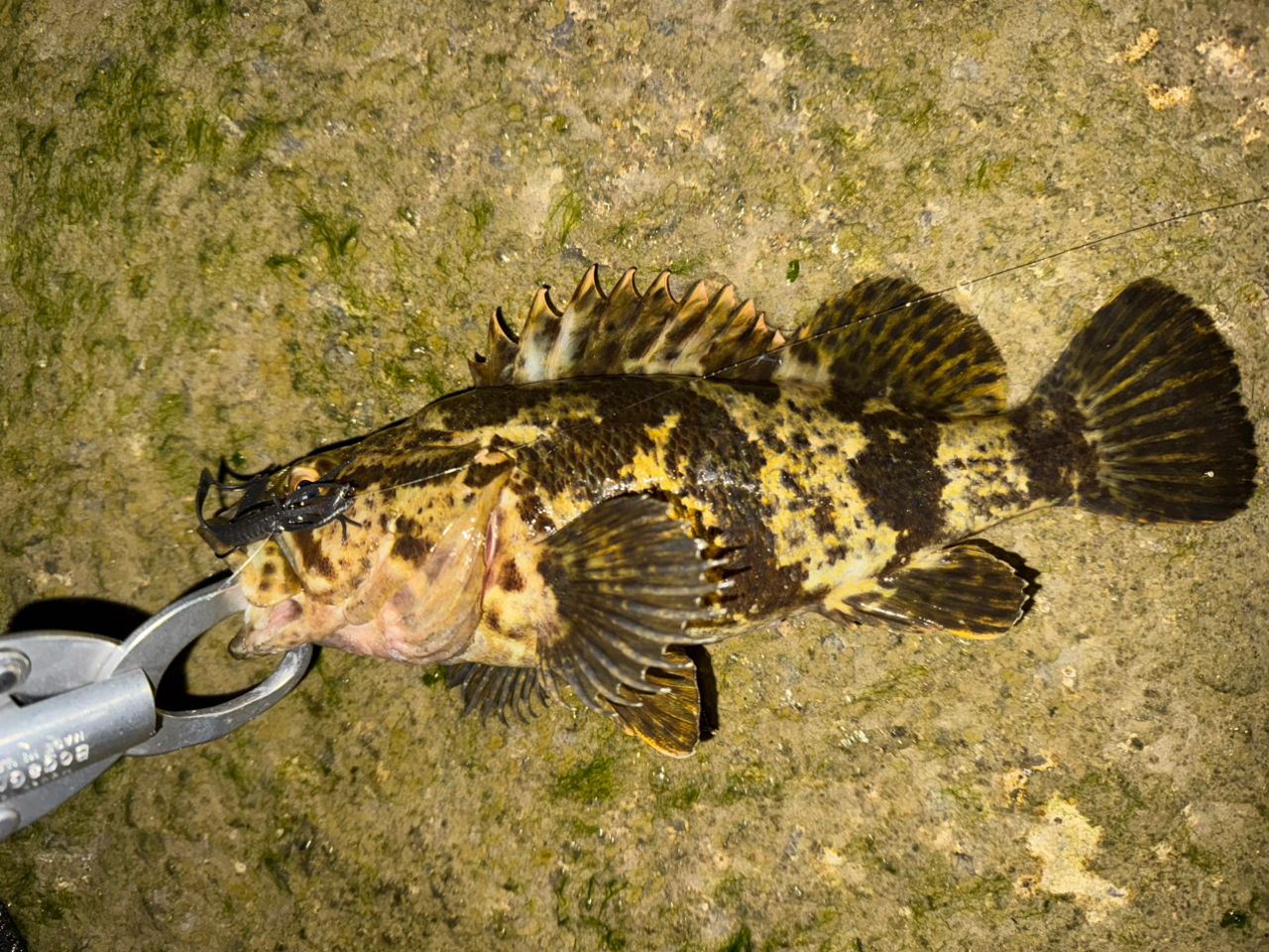 タケノコメバル