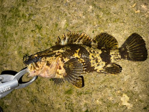 タケノコメバル