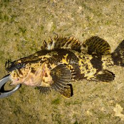 タケノコメバル